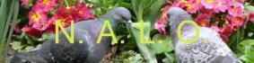 NALO - Nos Amis Les Oiseaux
